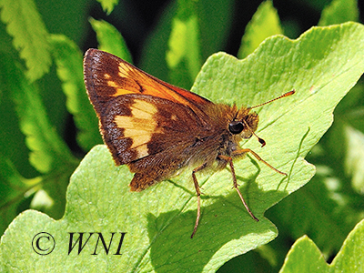 Hobomok Skipper (Poanes hobomok)